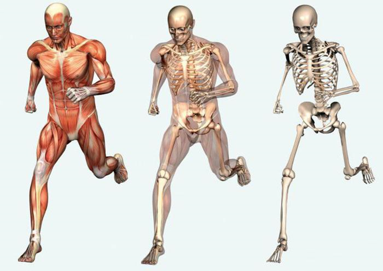 Course Image Anatomia narządu ruchu